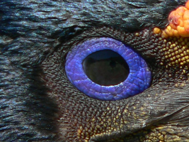 ../../Pictures/241209/084 Koenigskormoran.JPG